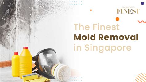 cleaning mud Singapore|mould removal services singapore.